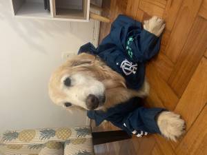 Quando o técnico pede raça e você leva ao pé da letra. 🐾